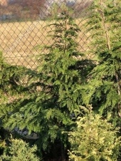 Chamaecyparis lawsoniana 'Hollandia' 