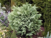 Chamaecyparis lawsoniana 'Dow’s Gem' 