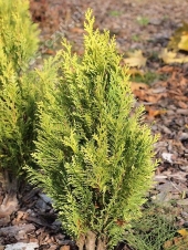 Chamaecyparis lawsoniana 'Erecta Aurea' 