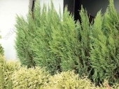 Chamaecyparis lawsoniana 'Erecta Viridis' 