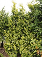 Chamaecyparis lawsoniana 'Golden King' 