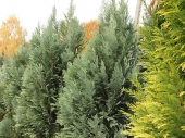 Chamaecyparis lawsoniana 'Grayswood Pillar' 