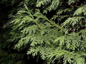Chamaecyparis lawsoniana 'Triompf van Boskoop' 