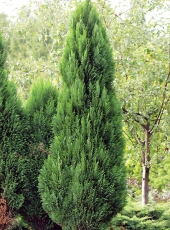 Chamaecyparis lawsoniana 'Witzeliana' 