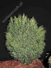 Chamaecyparis nootkatensis 'Compacta' 