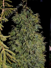 Chamaecyparis nootkatensis 'Lutea' 