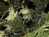 Chamaecyparis nootkatensis 'Variegata' 