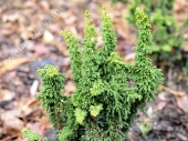 Chamaecyparis obtusa 'Chirimen'