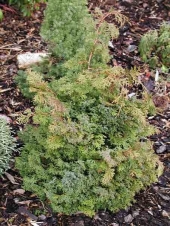 Chamaecyparis obtusa 'Chabo - Yadori' 