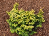 Chamaecyparis obtusa 'Lyns Golden' 