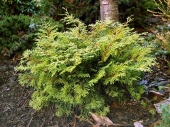 Chamaecyparis obtusa 'Pygmaea' 