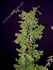 Chamaecyparis obtusa 'Suiroya - Hiba' 