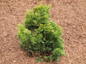 Chamaecyparis obtusa 'Tempelhof' 