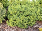 Chamaecyparis pisifera 'Nana Aurea' 