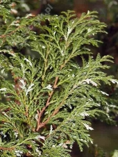 Chamaecyparis pisifera 'Argenteovariegata' 