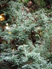 Chamaecyparis pisifera 'Blue Dwarf' 