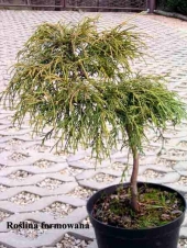 Chamaecyparis pisifera 'Filifera Nana' 