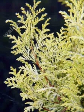Chamaecyparis pisifera 'Flavescens' 