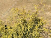 Chamaecyparis pisifera 'Gold Spangle' 
