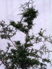 Chamaecyparis pisifera 'Kristof' 