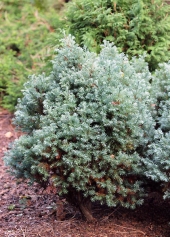 Chamaecyparis pisifera 'True Blue' 