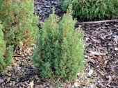 Chamaecyparis thyoides 'Top Point' 