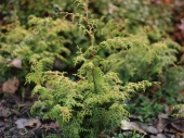 Chamaecyparis obtusa 'Lucas' 