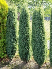 Juniperus communis 'Meyer' 