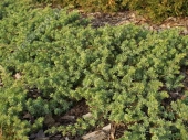 Juniperus conferta 'Emerald Sea' 