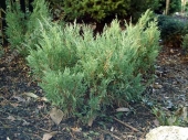 Juniperus horizontalis 'Hugh' 