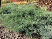 Juniperus virginiana 'Grey Owl' 