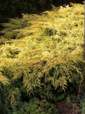 Juniperus x media 'Saybrook Gold' 