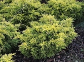 Juniperus x media 'Golden Joy' 