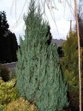 Juniperus chinensis 'Monarch' 