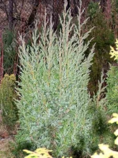 Juniperus chinensis 'Templar' 
