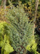 Juniperus communis 'Miniature' 