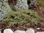 Juniperus communis 'Green Carpet' 
