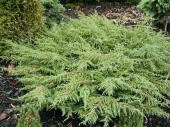 Juniperus communis 'Hornibrookii' 