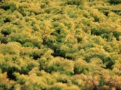Juniperus conferta 'Allgold' 