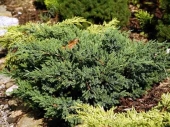 Juniperus davurica 'Parsonsi' 