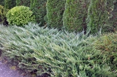 Juniperus horizontalis 'Agnieszka' 