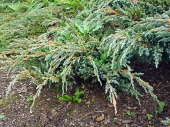 Juniperus squamata 'Blue Spider' 