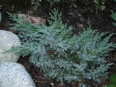 Juniperus squamata 'Blue Swede' 