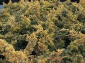 Juniperus chinensis 'Plumosa Aurea' 
