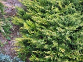 Juniperus communis 'Goldschatz' 