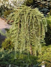 Larix kaempferi 'Stiff Weeping' 