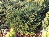 Picea abies 'Pumila Glauca' 