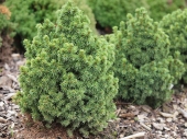 Picea glauca 'Witch's Broom' 