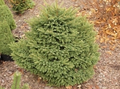 Picea abies 'Luua Pärl' 