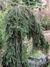 Picea abies 'Rotenhaus' 